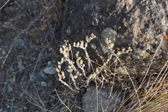 Dudleya abramsii bettinae