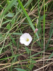 Convolvulus arvensis