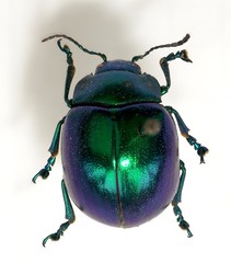 Doryphora