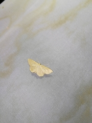 Idaea rufaria