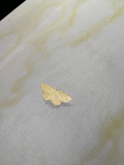 Idaea rufaria