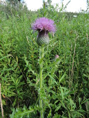 Cirsium pumilum