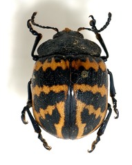 Doryphora