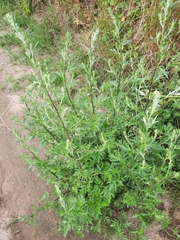 Artemisia vulgaris