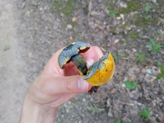 Boletus magnisporus
