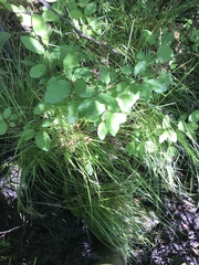 Carex atlantica