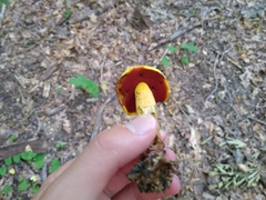 Boletus magnisporus