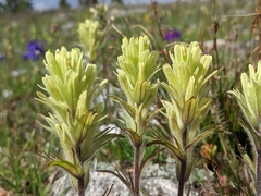 Castilleja pulchella