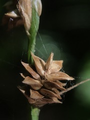Carex atlantica