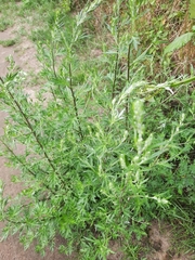 Artemisia vulgaris