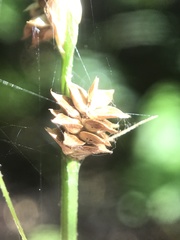 Carex atlantica