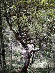 Quercus greggii