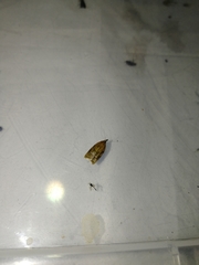 Sparganothis pilleriana