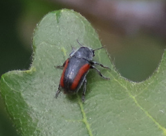 Coleothorpa vittigera