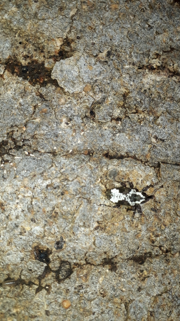 Heilipodus decussatus