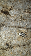 Heilipodus decussatus