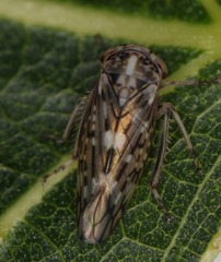 Stenidiocerus poecilus