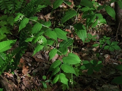 Prosartes lanuginosa