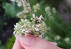 Heterogaster cathariae