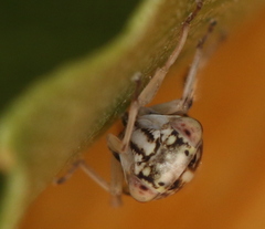 Stenidiocerus poecilus