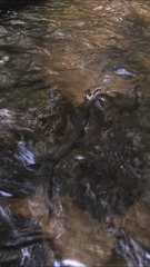 Nerodia sipedon