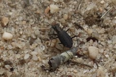 Cicindela punctulata punctulata