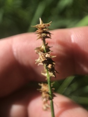Carex atlantica