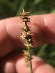 Carex atlantica