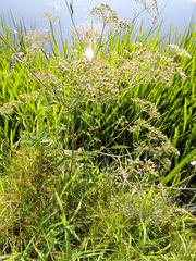 Cicuta maculata maculata