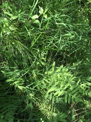 Carex atlantica