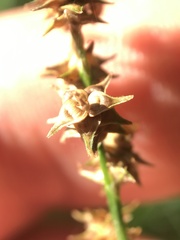 Carex atlantica
