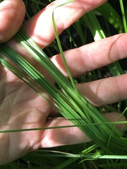 Carex atlantica