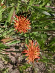 Agoseris aurantiaca