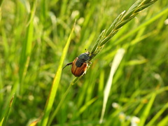 Anisoplia austriaca