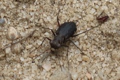 Cicindela punctulata punctulata