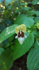 Impatiens edgeworthii