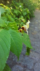 Impatiens edgeworthii