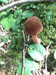 Baorangia rufomaculata