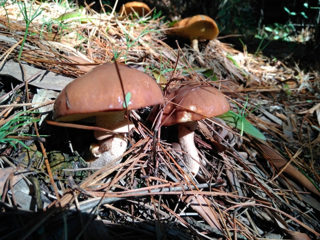 Suillus luteus · June 2017 · photo: © cristianriquelme (iNaturalist, cc-by)