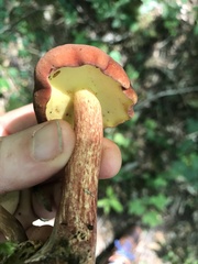 Baorangia rufomaculata