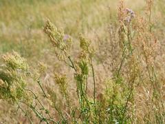Rumex thyrsiflorus