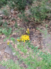 Hypericum thymifolium