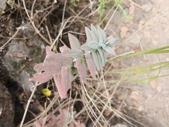 Hypericum lanuginosum