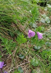 Soldanella carpatica