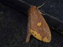 Euproctis quadrangularis