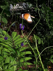 Danaus chrysippus chrysippus