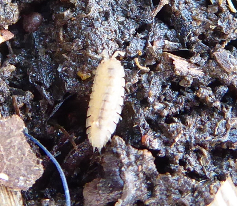 Woolice Rocks Woodlice, Pillbugs, and Rock Slaters from Victoria inlet, Westdene ...
