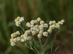 Achillea ptarmica