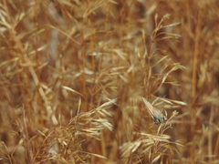 Callophrys augustinus