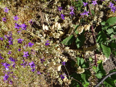 Campanula matritensis